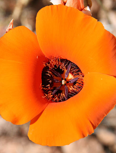  Calochortus kennedyi